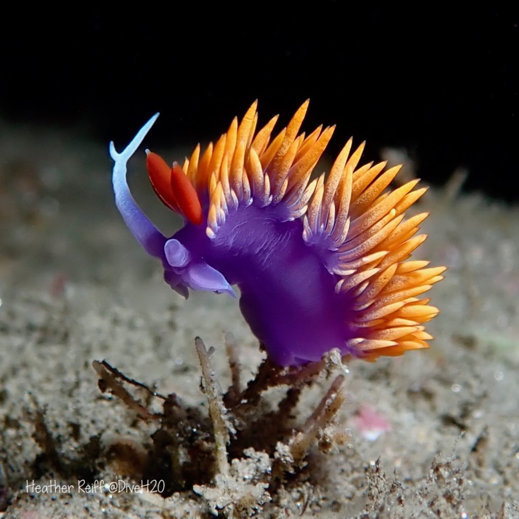 Spanish Shawl Nudibranchs – Heather Reiff Photography